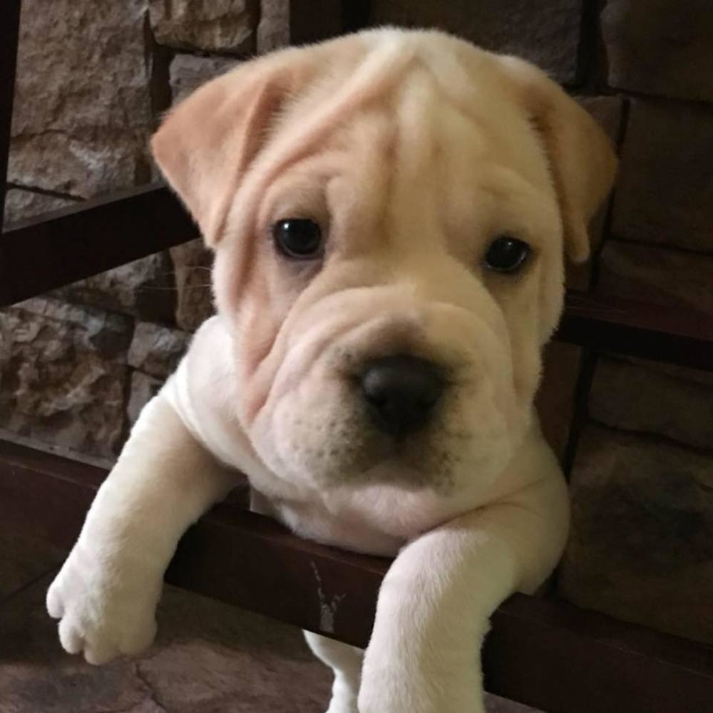 Meet your Posher, Alison